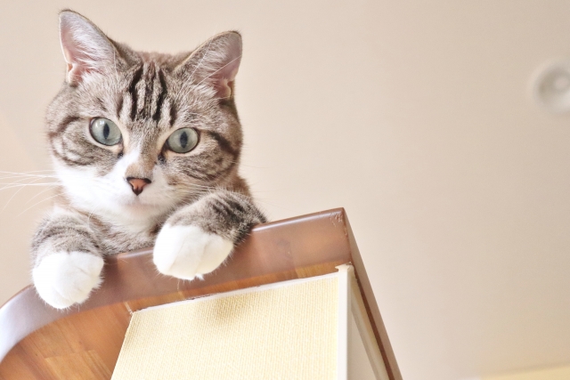 猫２