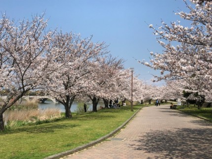 幸公園の桜