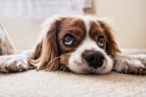 dog-flooring