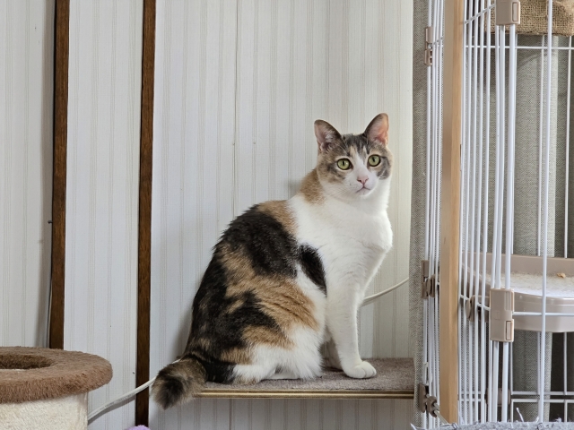 猫１