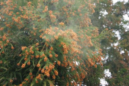 スギ　花粉　飛散