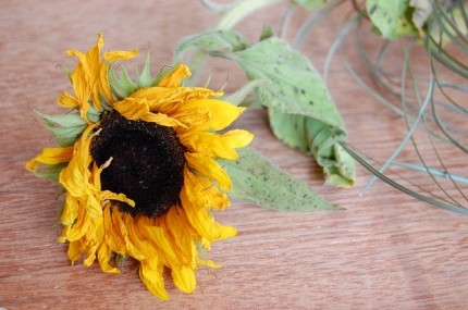 sunflower-2748605_640